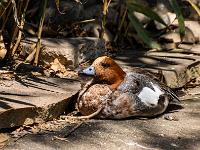 Pfeifenten Erpel in der Voliere